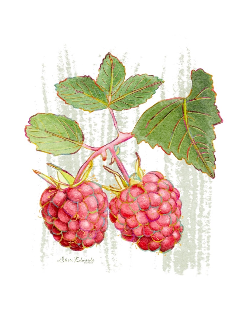 raspberries on vine in watercolor with rainbow outline
