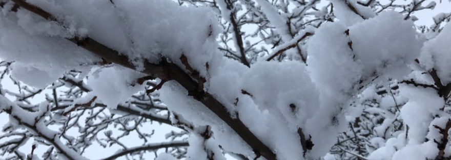 Our crab apple tree covered in snow