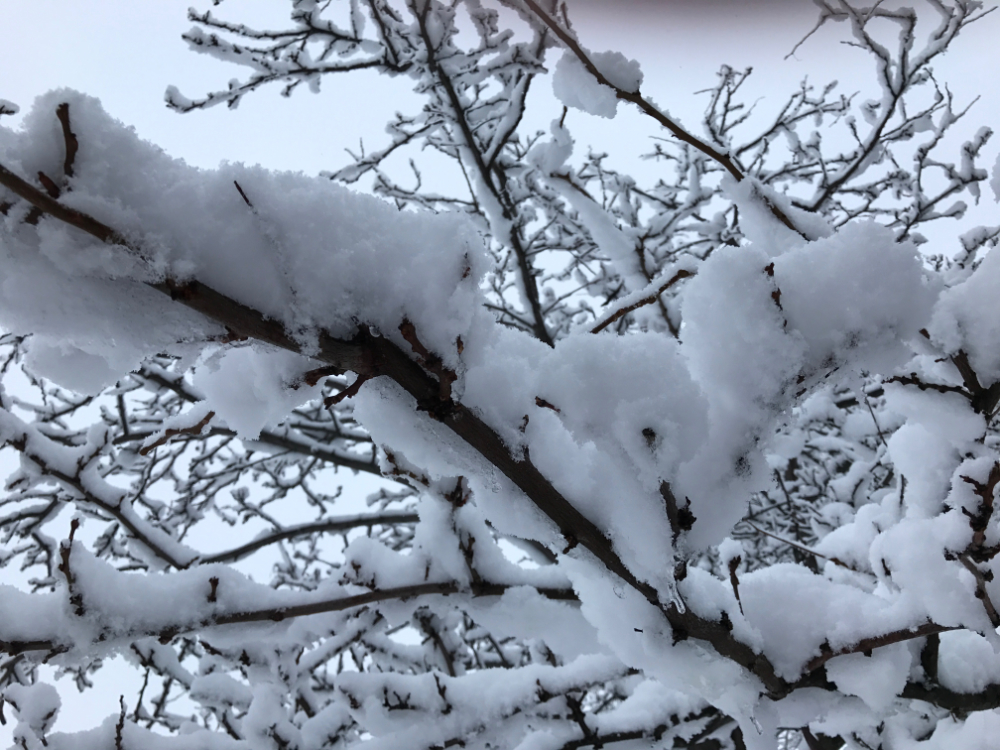 Our crab apple tree covered in snow