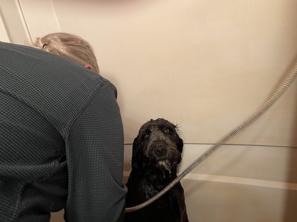 black dog getting a bath in the bathtub