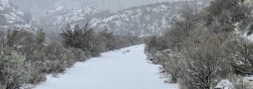 only dog tracks in the winter snow, still falling lightly but steadily on the sagebrush