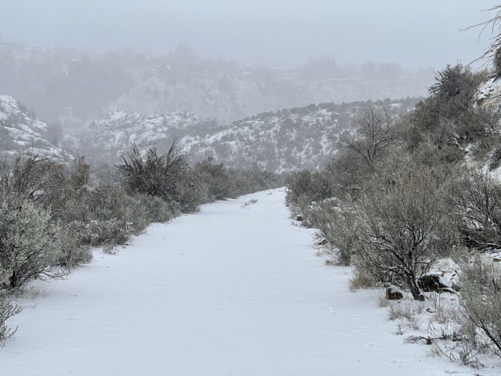 only dog tracks in the winter snow, still falling lightly but steadily on the sagebrush