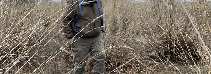 Scott walking through the maze of wild basin rye, a common bunchgrass on the shrub-steppe along Banks Lake and Lake Roosevelt