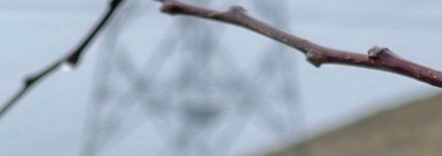 a constant drizzle creates rain drops heavy on the tips of branches in January, 2024; climate change