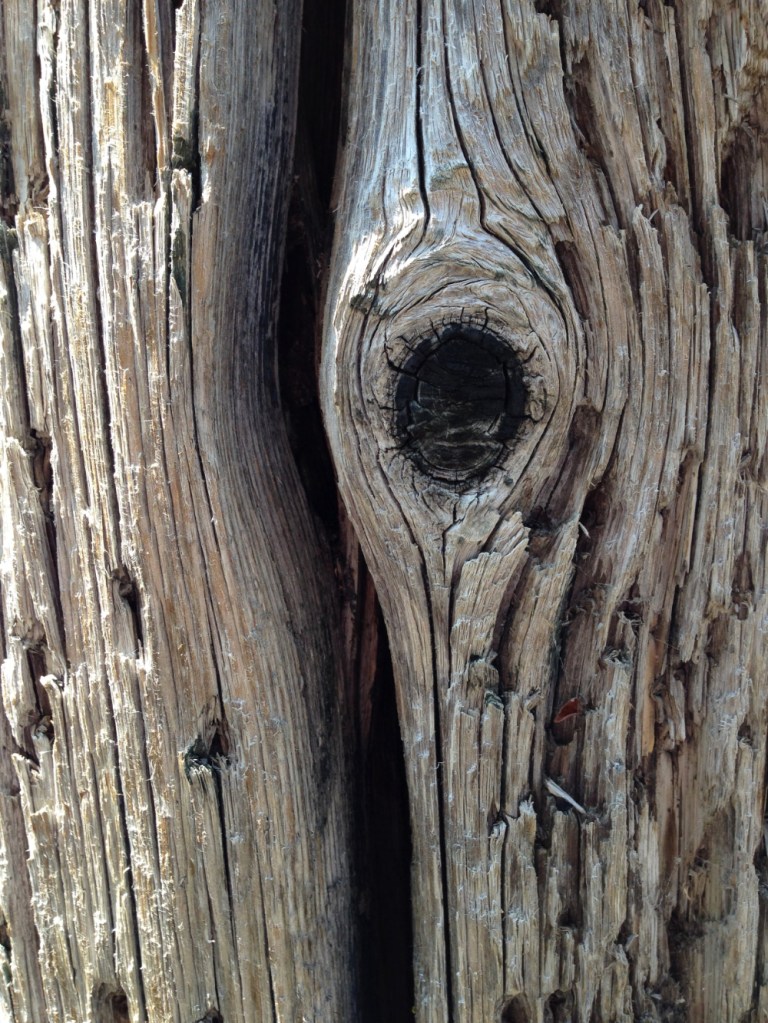 knot in weathered, insect ridden wood