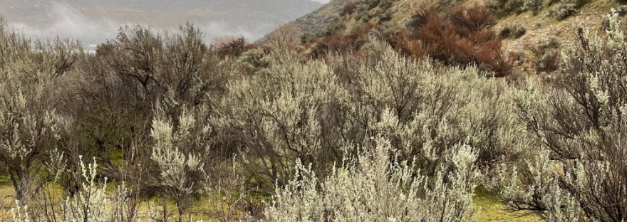 a rainy winter day on the shrub-steppe reveals it's lovely colors