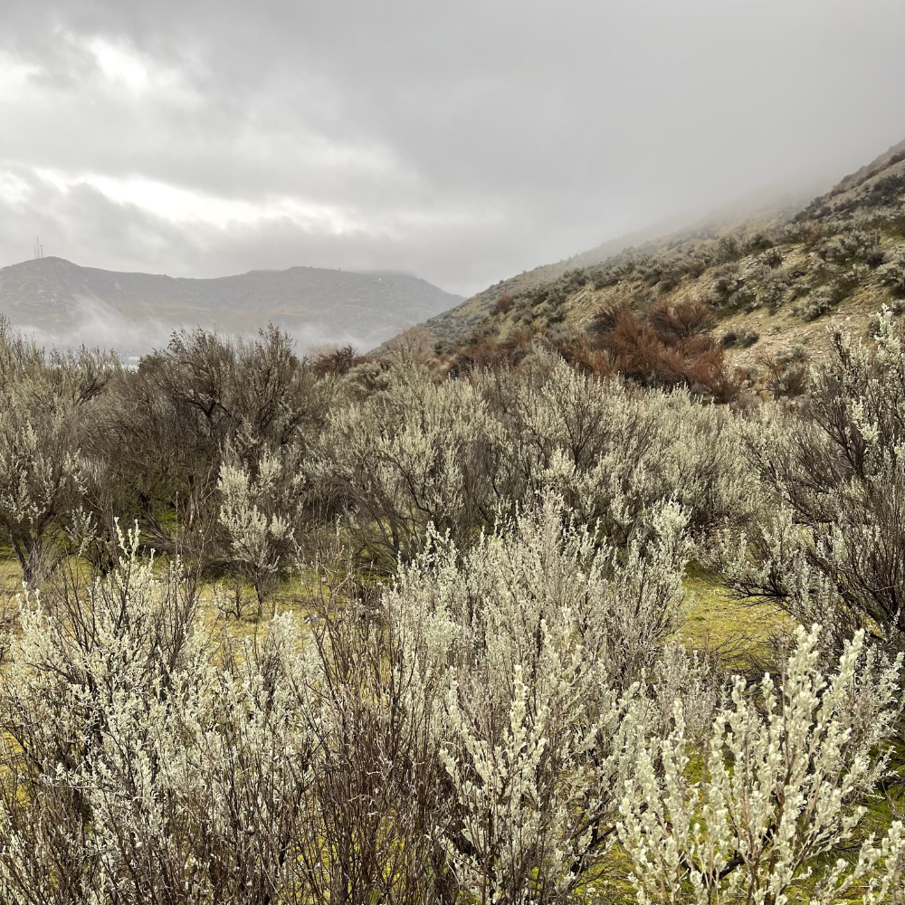 a rainy winter day on the shrub-steppe reveals it's lovely colors