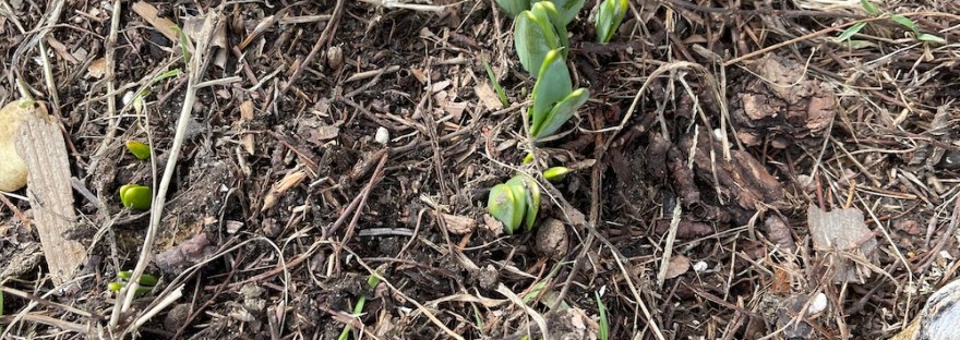 daffodils before Valentines Day! Spring is in the air when winter should still be there!