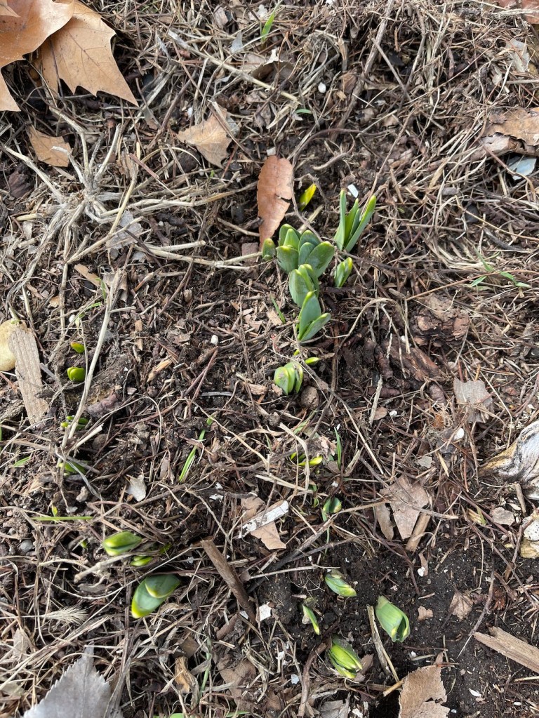 daffodils before Valentines Day! Spring is in the air when winter should still be there!