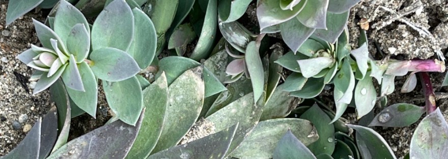 waxy, spiraling leaves of the noxious weed, dalmation toadflax