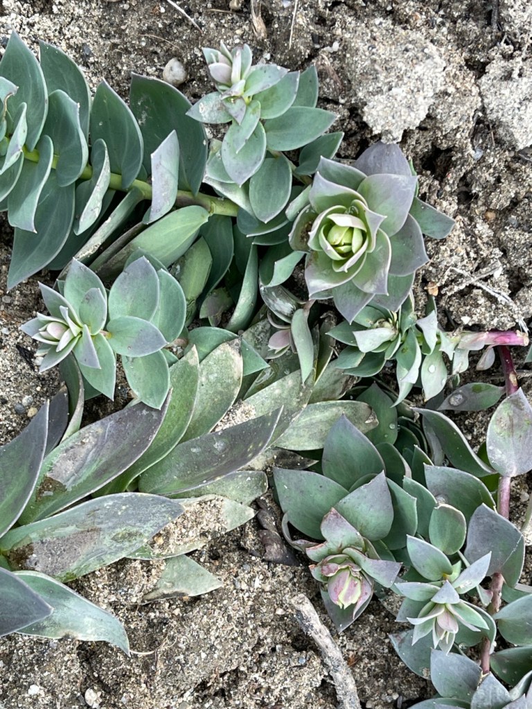 waxy, spiraling leaves of the noxious weed, dalmation toadflax