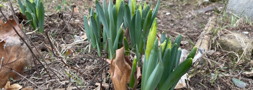 daffodils on leap day 2024