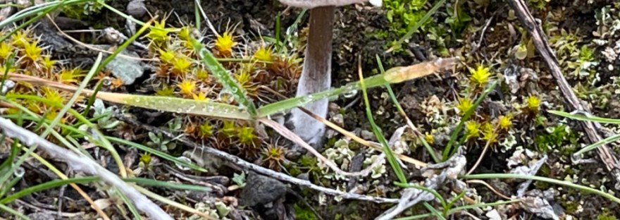 bright moss and a mushroom on a grey winter day at Crescent Bay