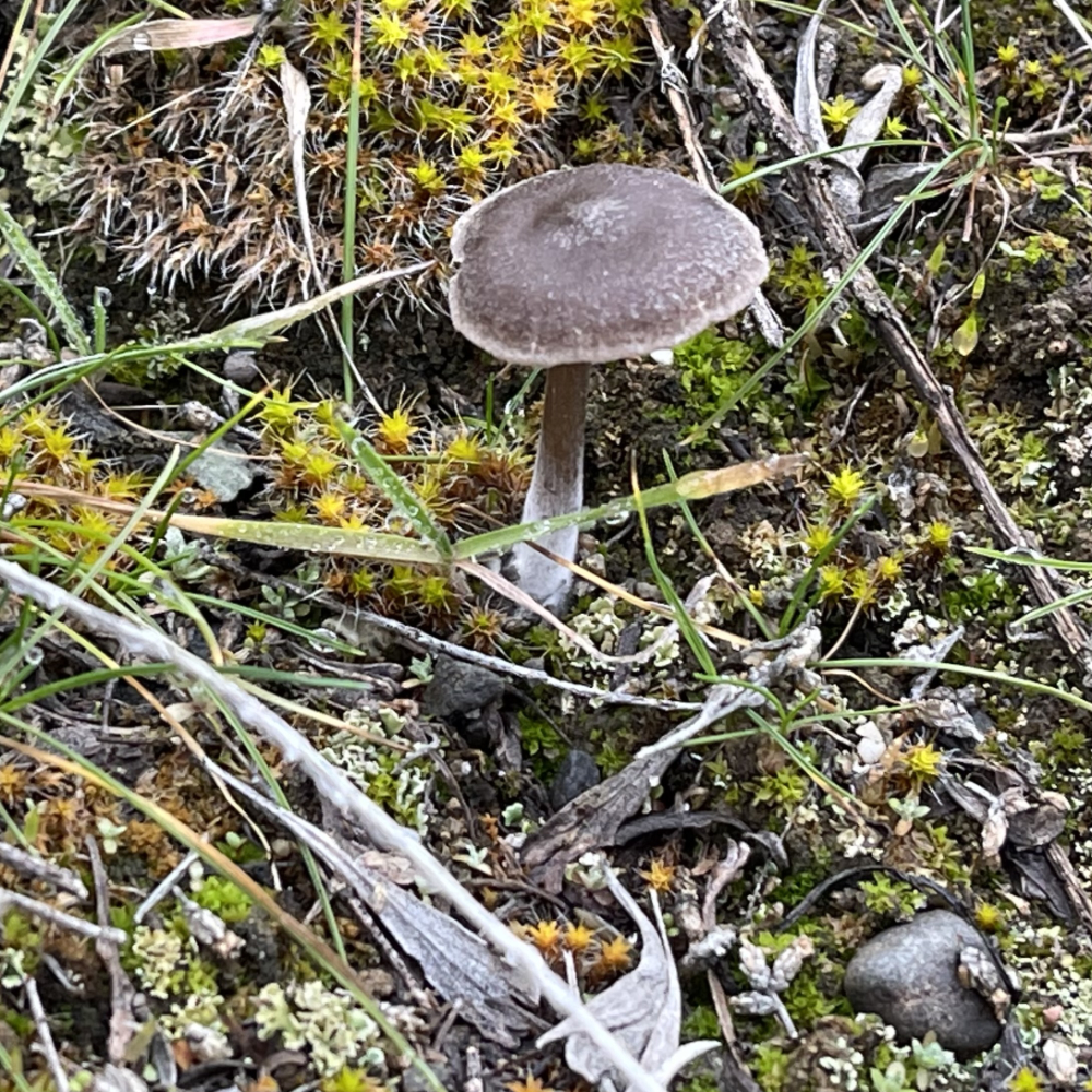 bright moss and a mushroom on a grey winter day at Crescent Bay