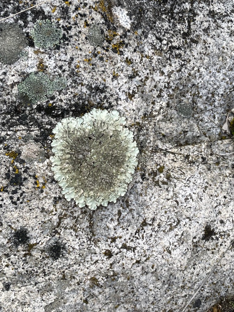 crustose lichen on granite boulder
