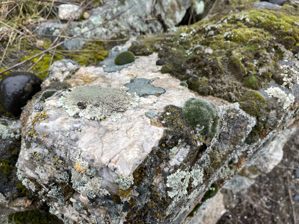 lichens and moss on a rock wall