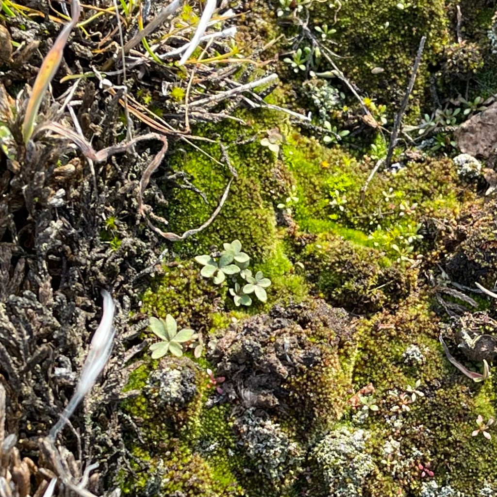 moss and other little growing things in February, readying for spring