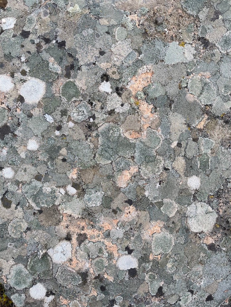 crustose lichen on a granite boulder
