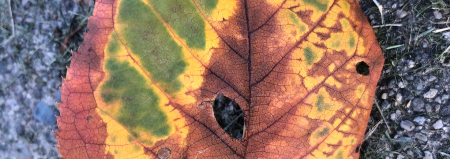 an autumn leaf from October, 2020 showing nature's brush strokes
