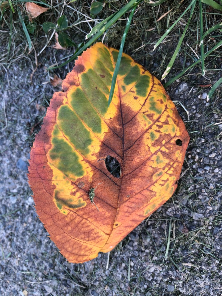 an autumn leaf from October, 2020 showing nature's brush strokes