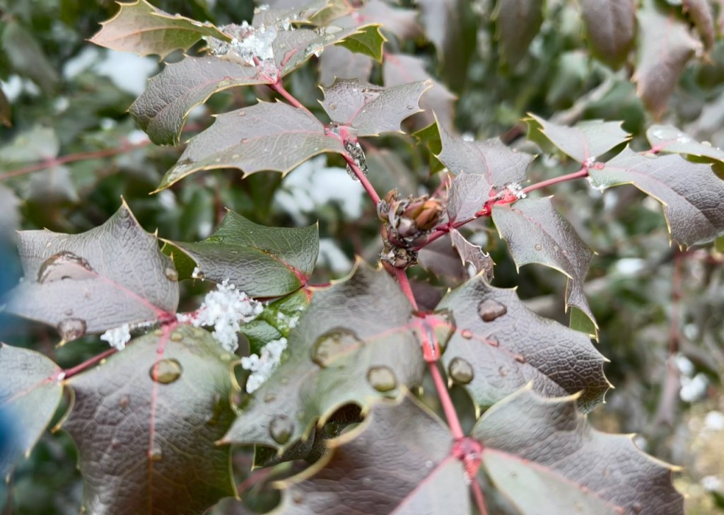snow on the dark purple and green leaves of the Oregon Grape