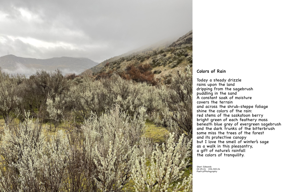 a rainy winter day on the shrub-steppe reveals it's lovely colors and the poem