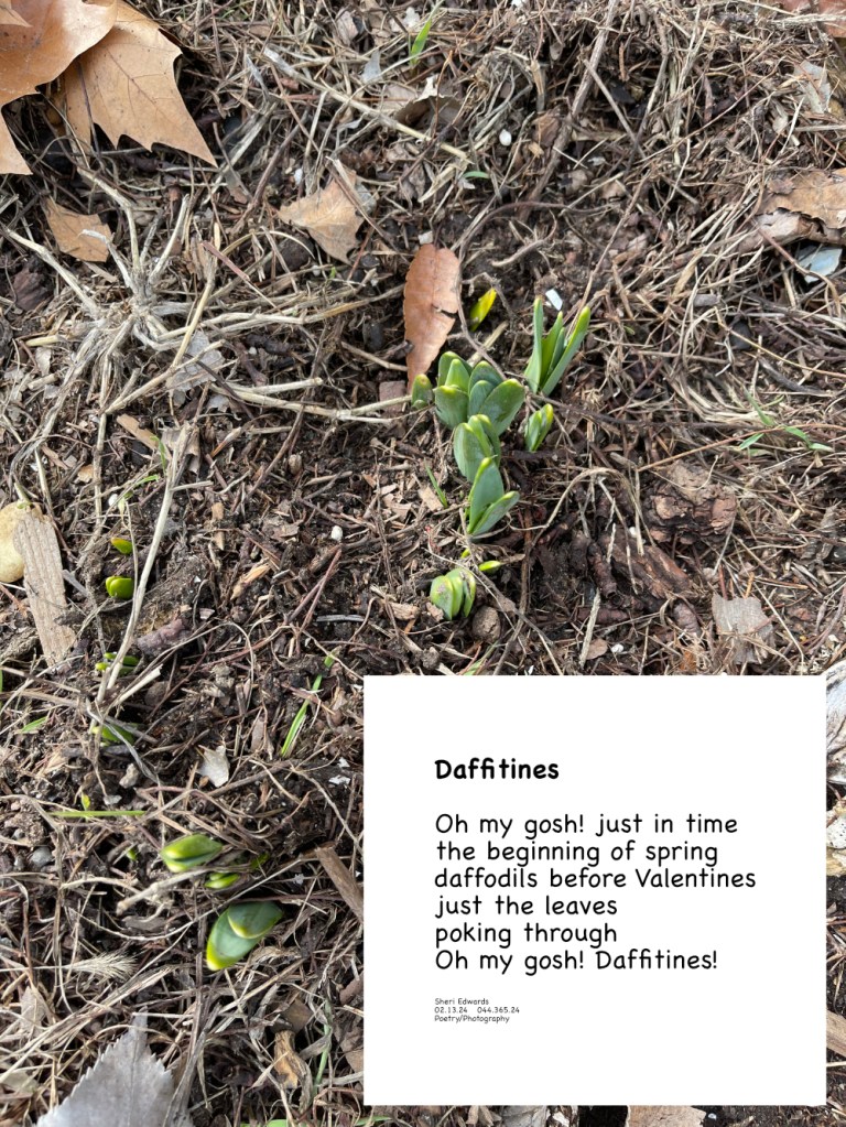daffodils before Valentines Day! Spring is in the air when winter should still be there! and poem