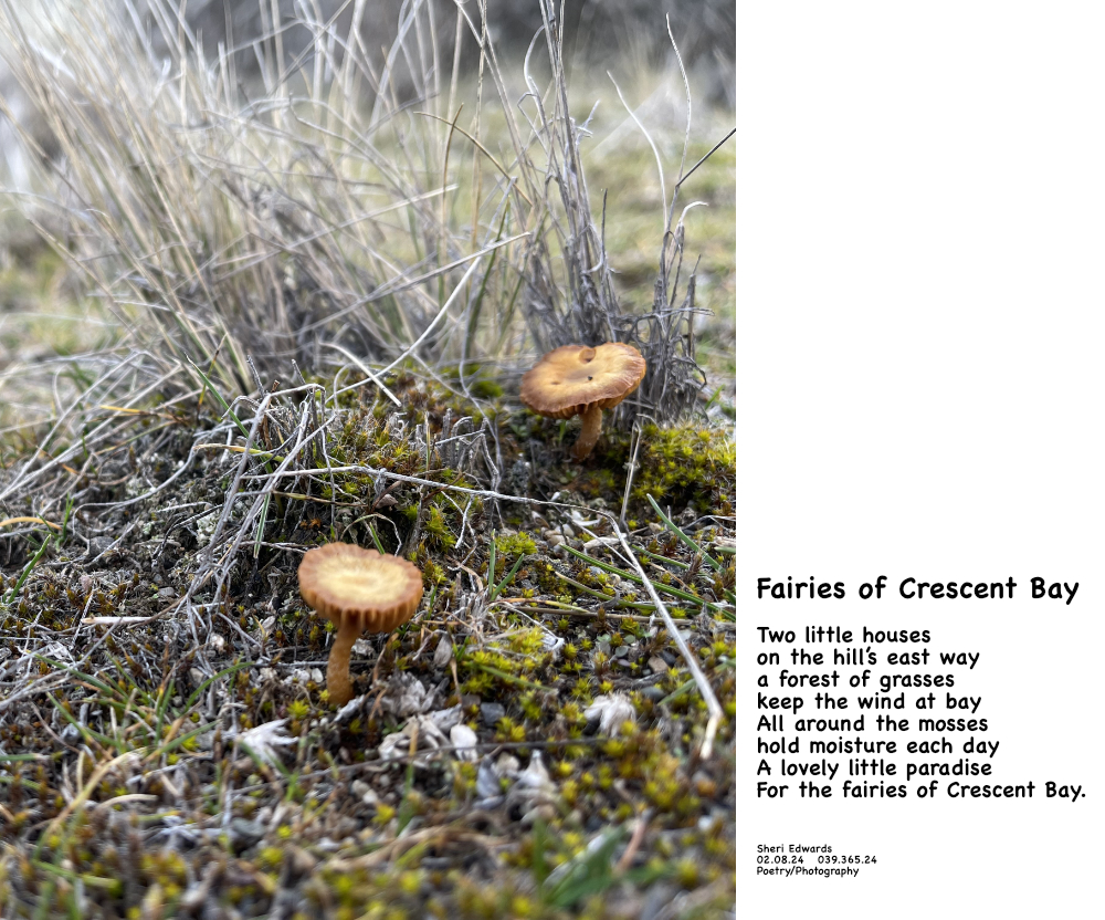 two little mushrooms on a little hill among the moss and athepoem