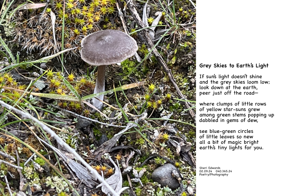 bright moss and a mushroom on a grey winter day at Crescent Bay and the poem