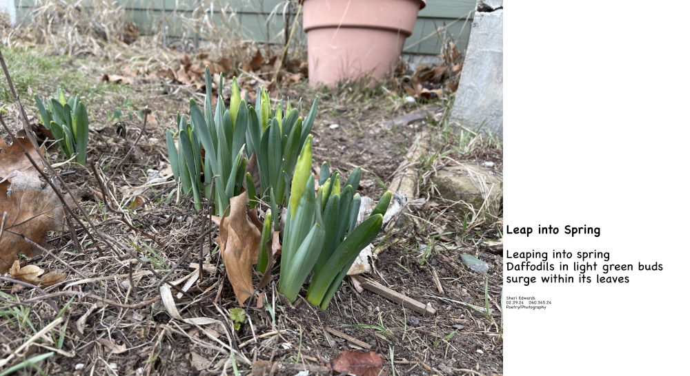 daffodils on leap day 2024 and the poem