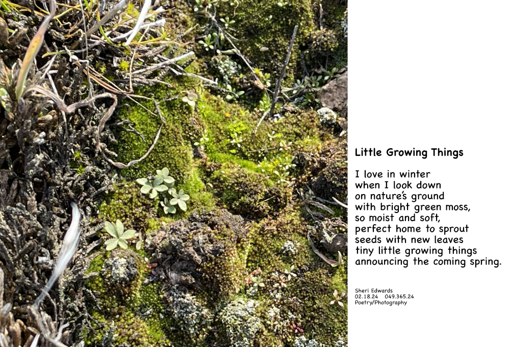 moss and other little growing things in February, readying for spring and the poem