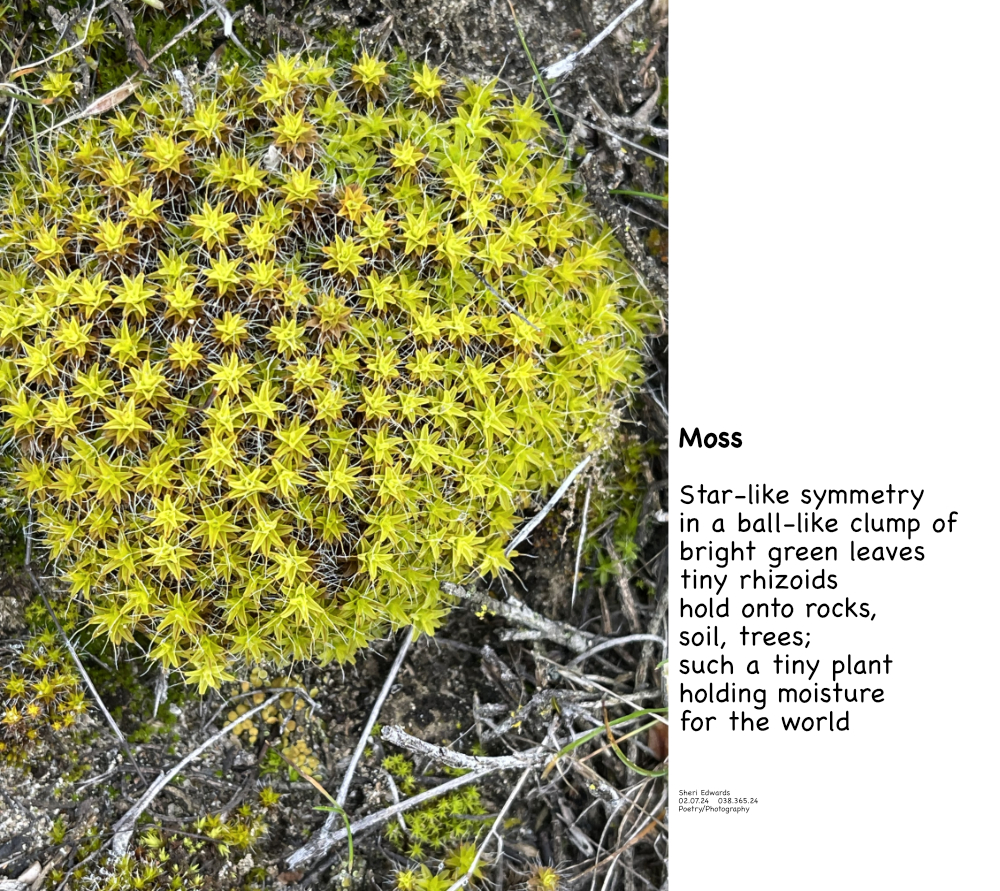clump of moss at Crescent Bay and poem