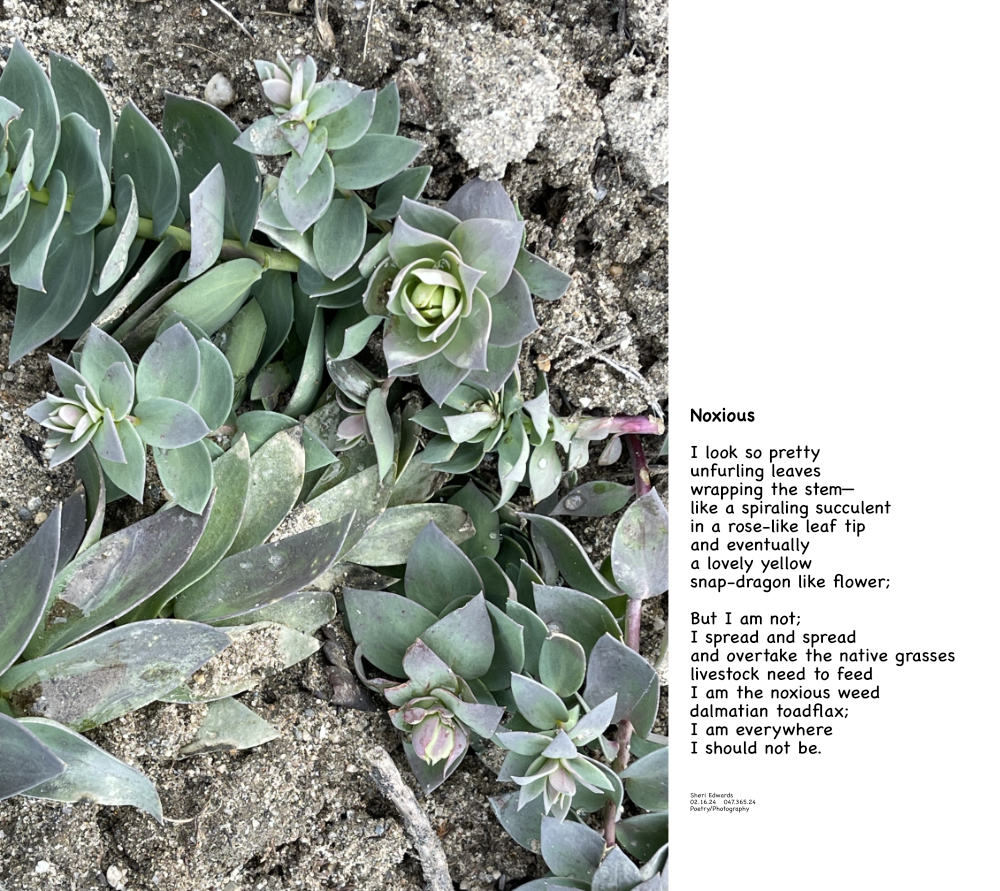 waxy, spiraling leaves of the noxious weed, dalmation toadflax and the poem