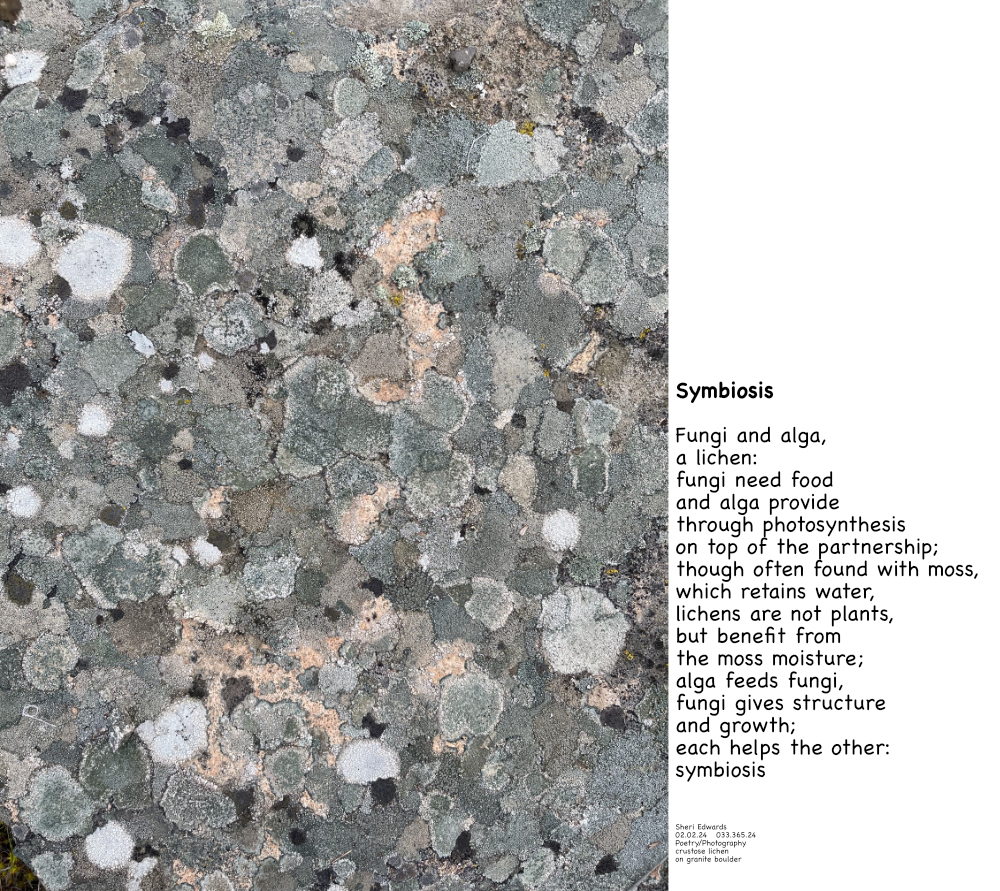 lichen on granite boulder and the poem