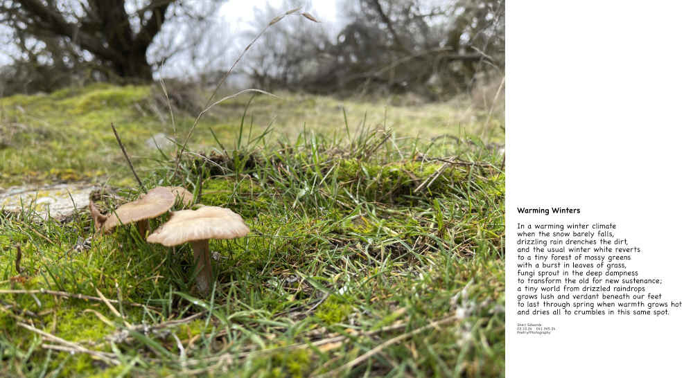 mushrooms sprout in a drizzling winter that should be under snow; February, 2024  with the poem