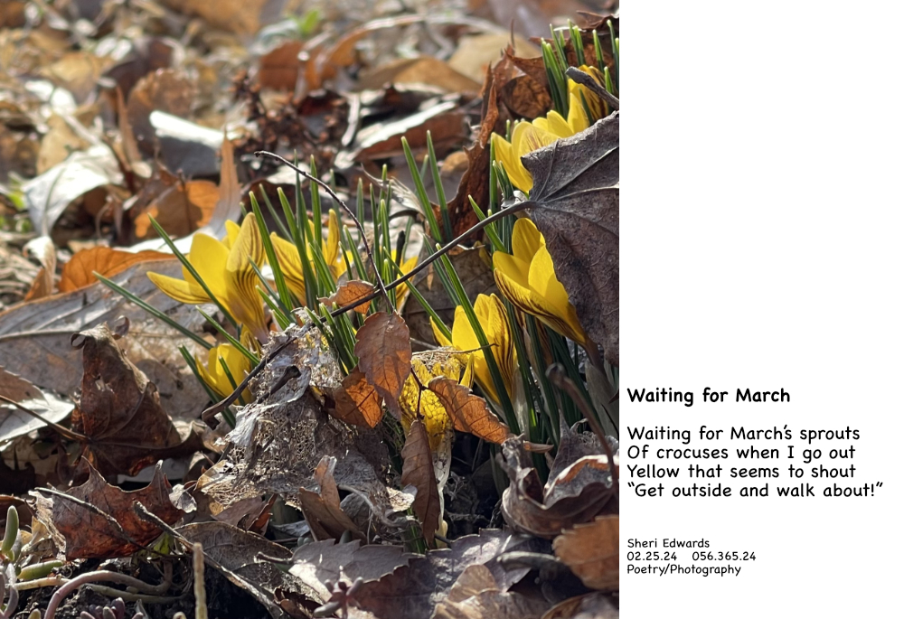 Crocus: on March 18, 2023 on a daily walk and the poem