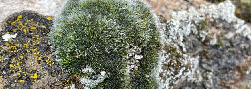 steppe mouse-moss, Coscinodon calyptratus