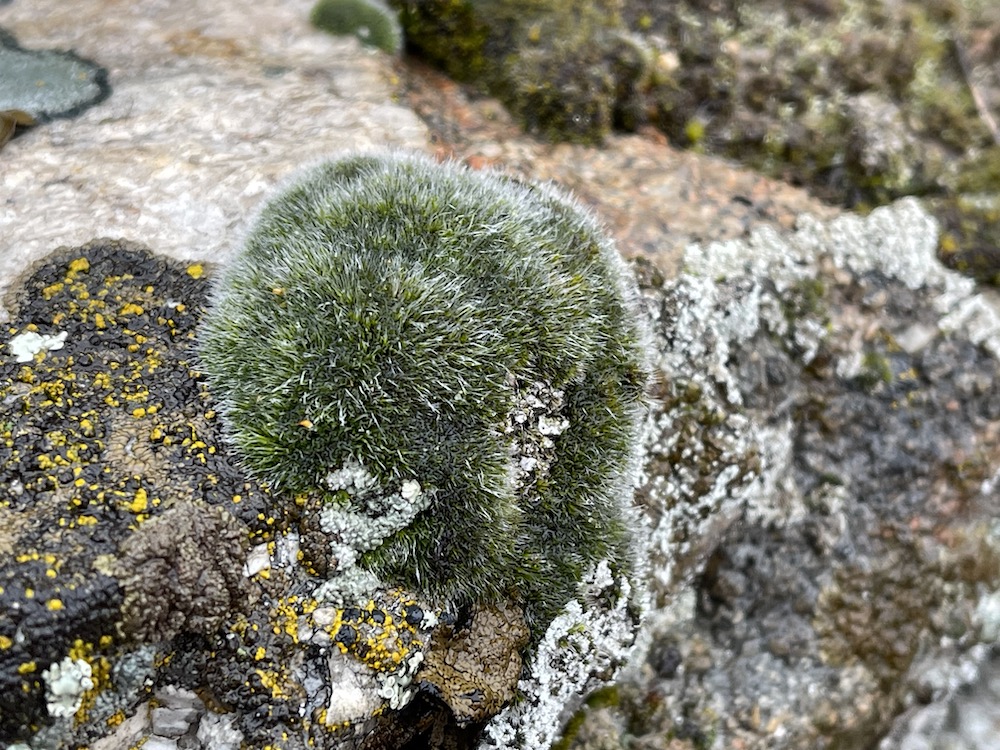 steppe mouse-moss, Coscinodon calyptratus