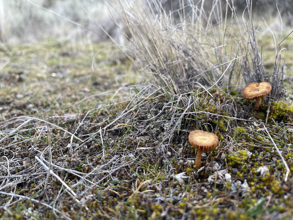 two mushrooms in the moss at Crescent Bay