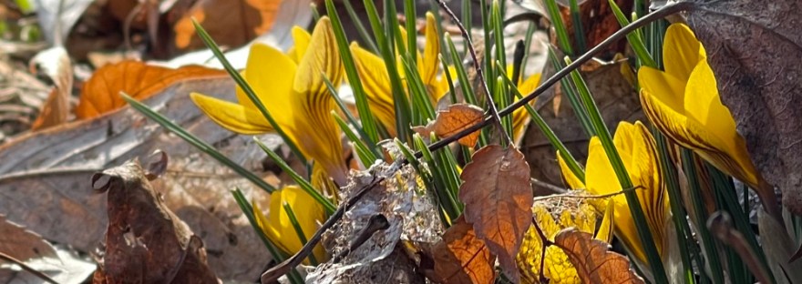 Crocus: on March 18, 2023 on a daily walk