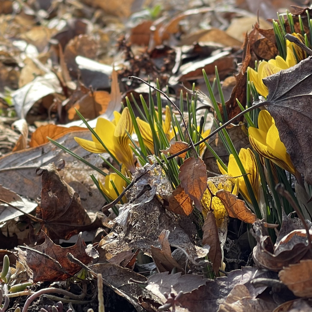 Crocus: on March 18, 2023 on a daily walk
