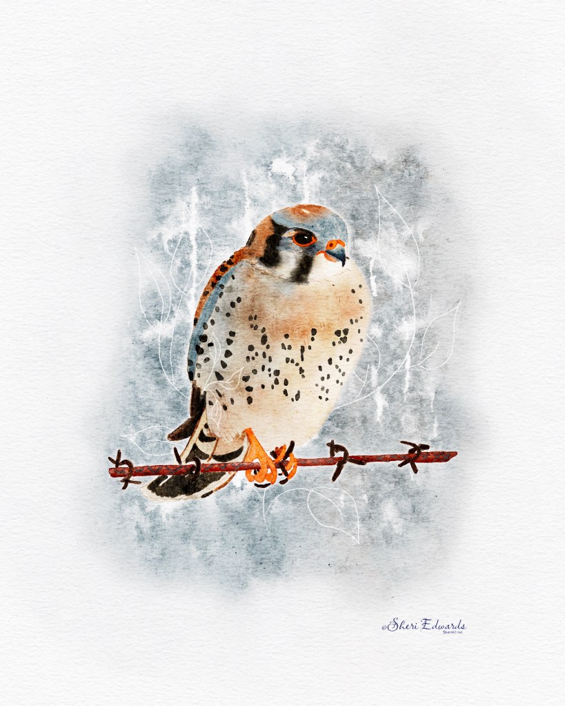 American Kestrel on barbed wire by Sheri42 in watercolor