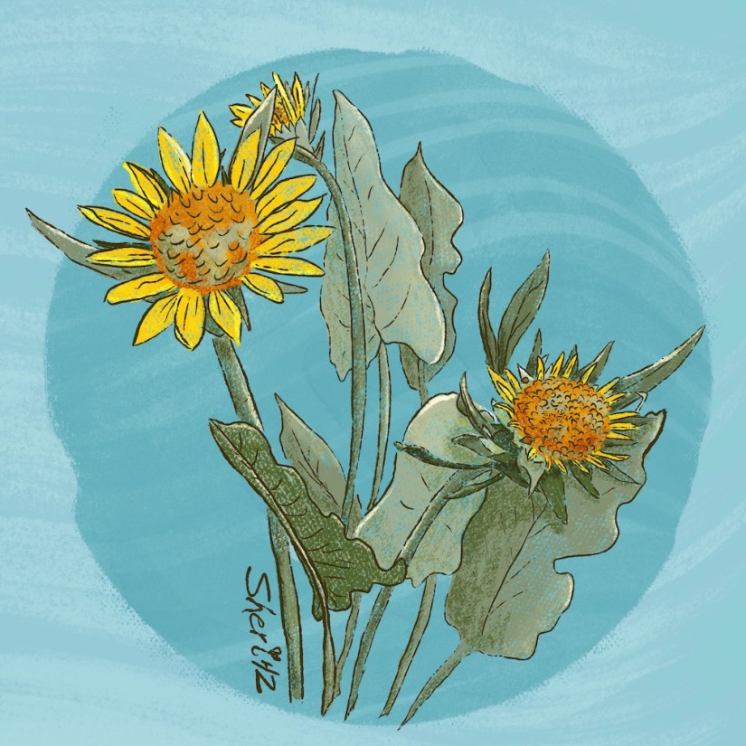 Local Flora Challenge A more complete sketch of the sunflower I know, arrowleaf balsamroot for the prompt Local Flora for Shannon Mcnab’s 3×3 Sketch-Design-Repeat Challenge.