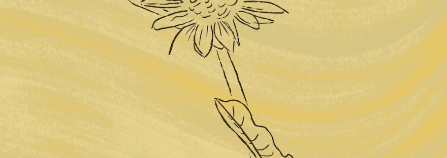 quick sketch of arrowleaf balsamroot
