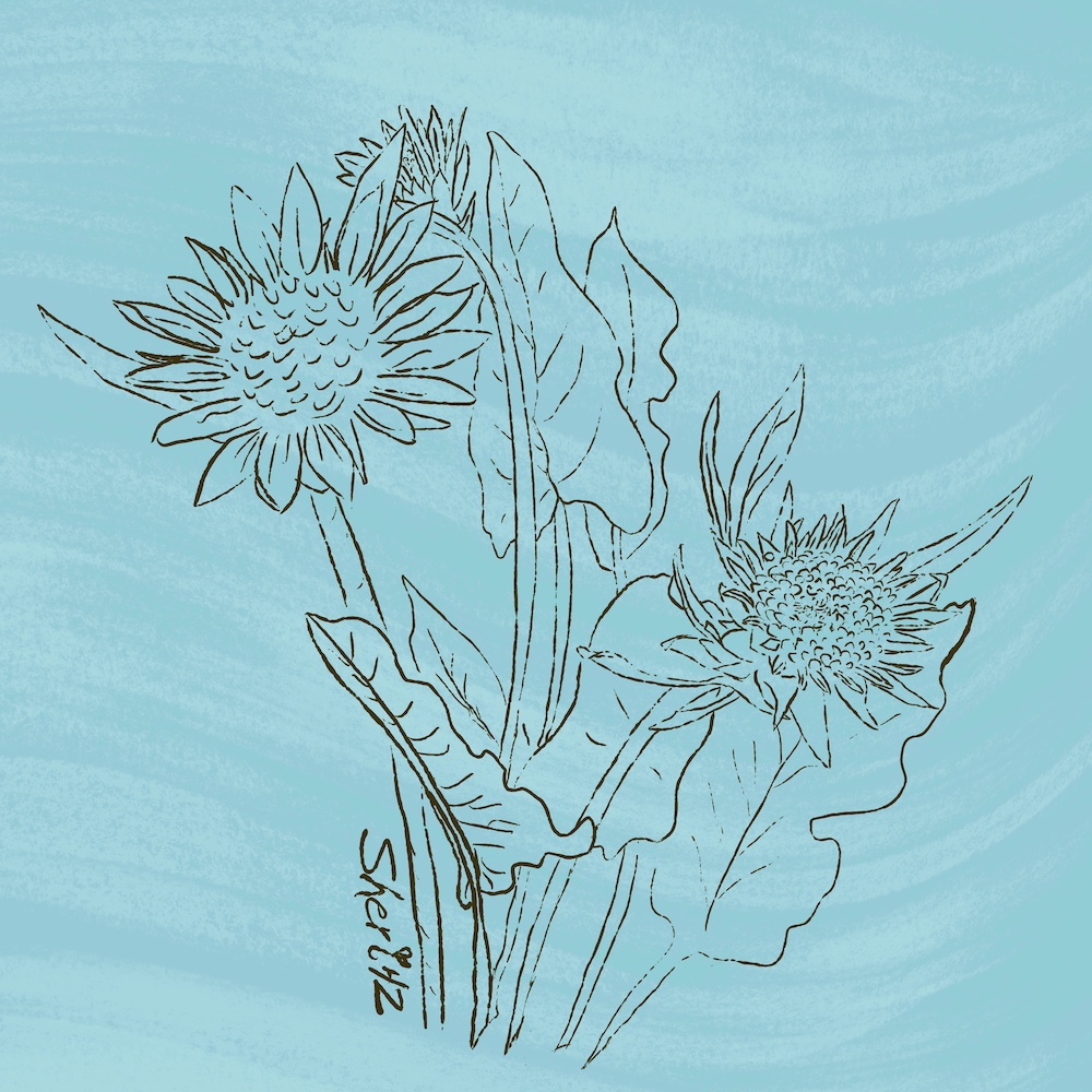 A more complete sketch for the #3x3designchallenge #sketchdesignrepeat prompt “Local Flora" #arrowleafbalsamroot