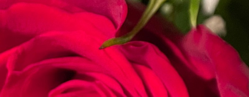 close up of yellow and red roses opening in a bouquet
