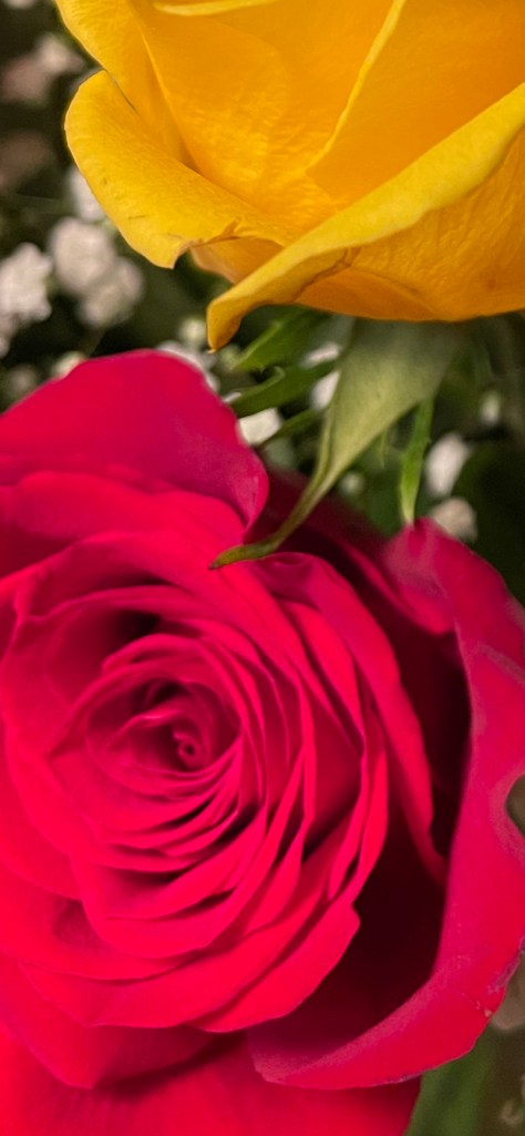 close up of yellow and red roses opening in a bouquet