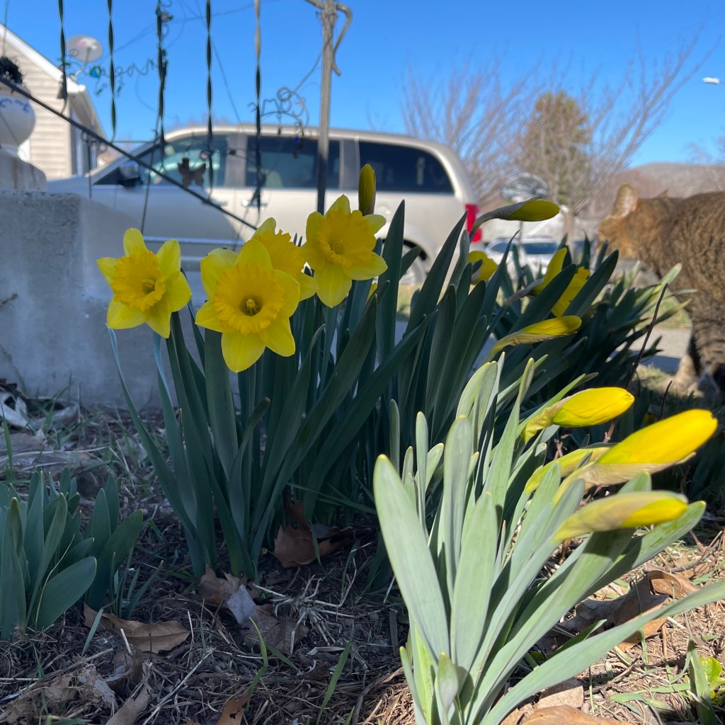 Daffodils and the cat blooming today on St Patrick's day