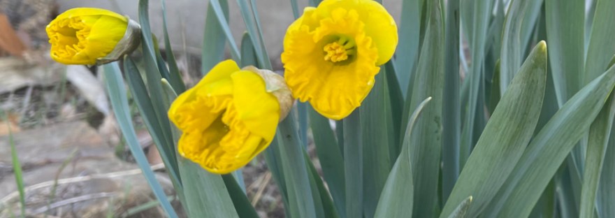 the daffodils by the front porch are beginning to open in their bright sunshining yellow
