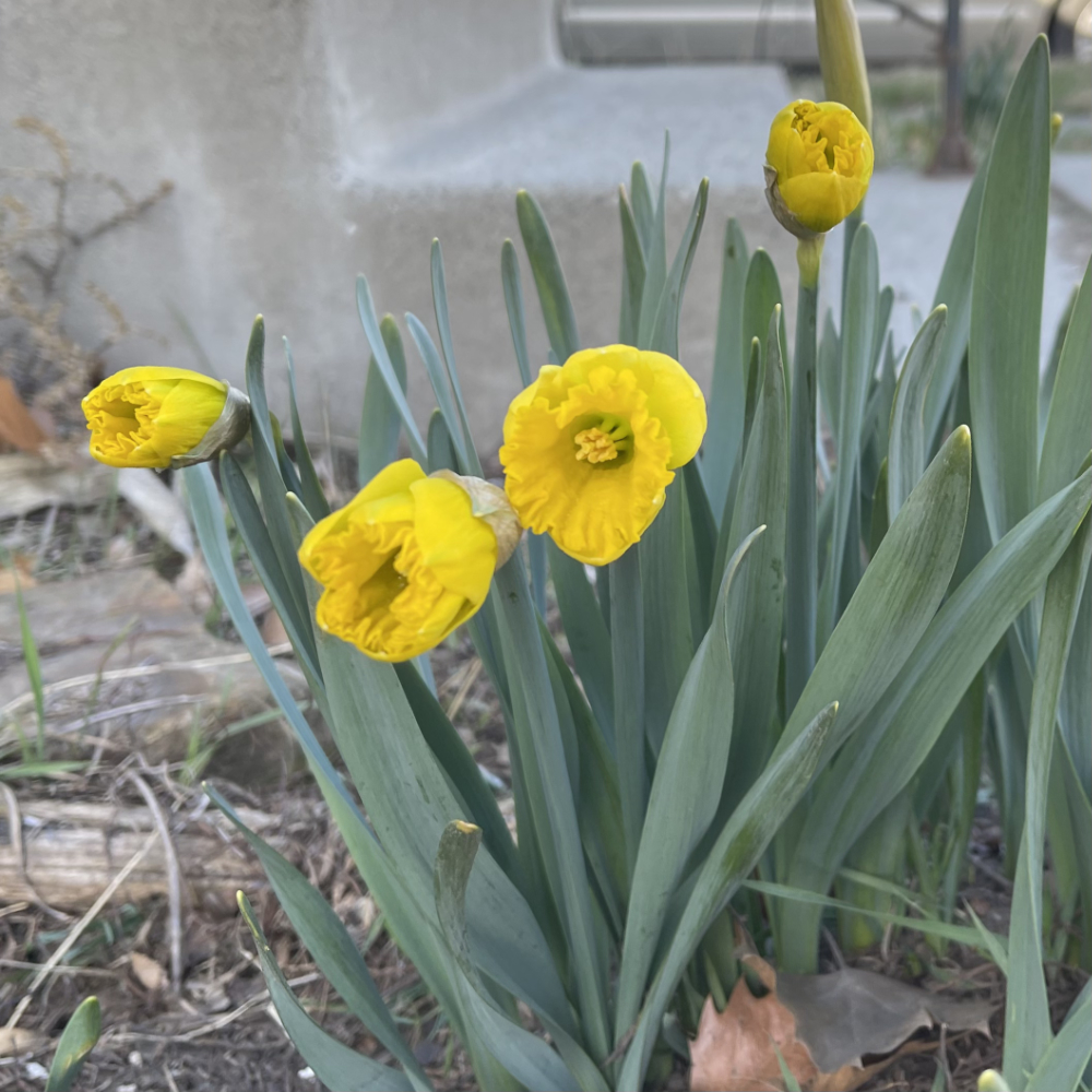 the daffodils by the front porch are beginning to open in their bright sunshining yellow